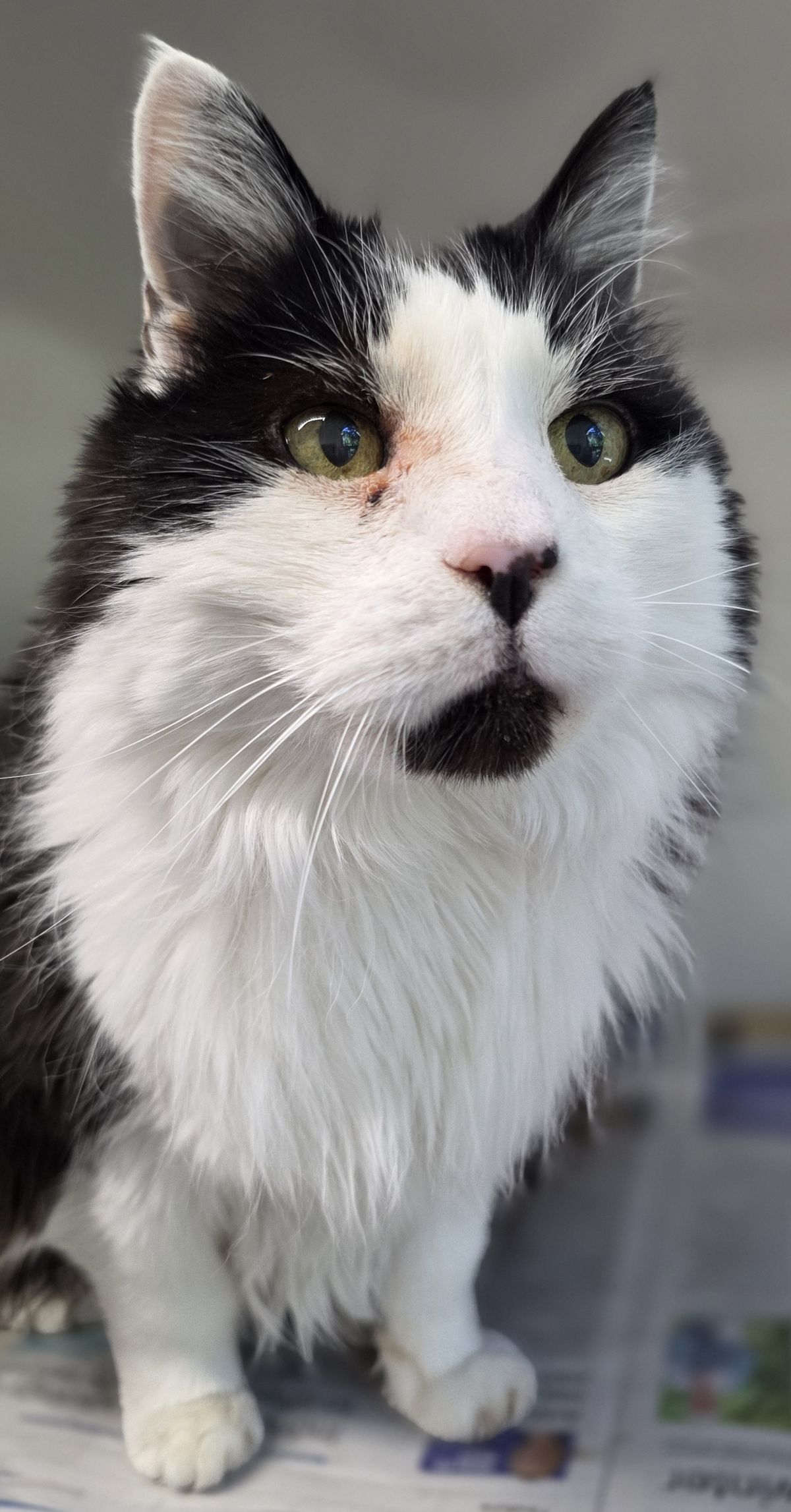 Gallery image: Catty