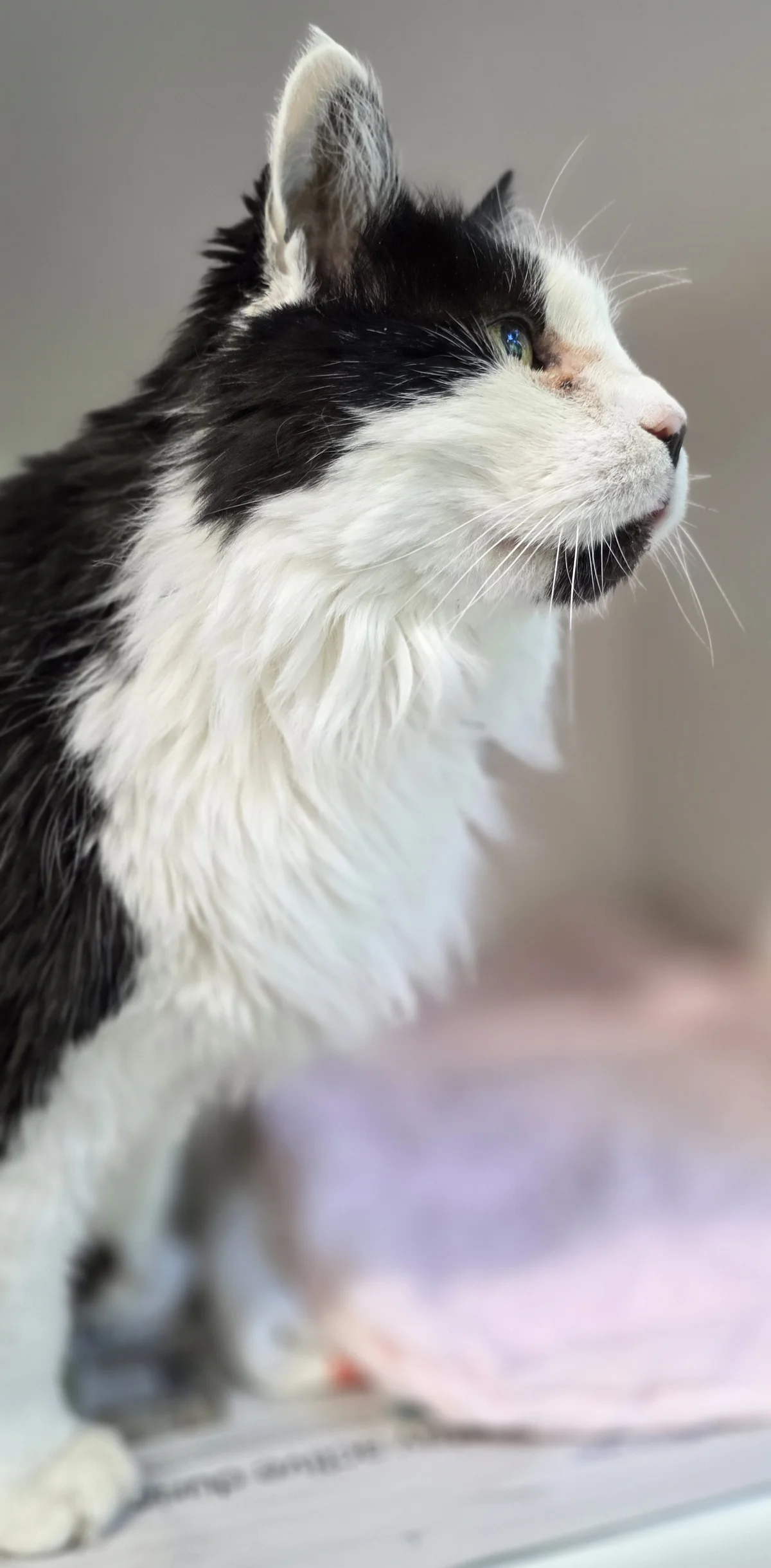 Gallery image: Catty