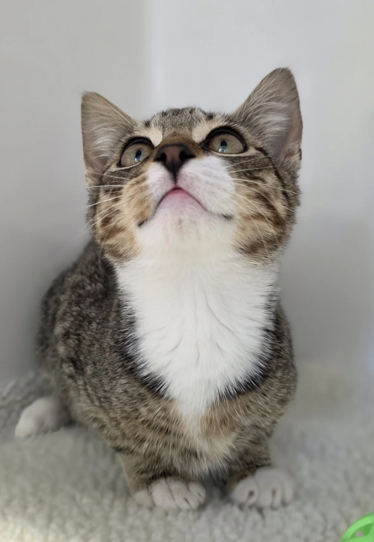 Gallery image: Bagel