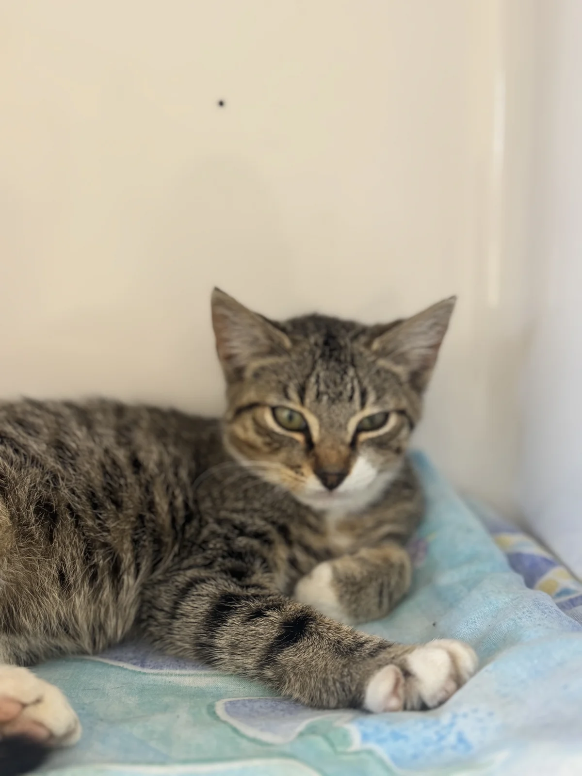 Gallery image: Bagel