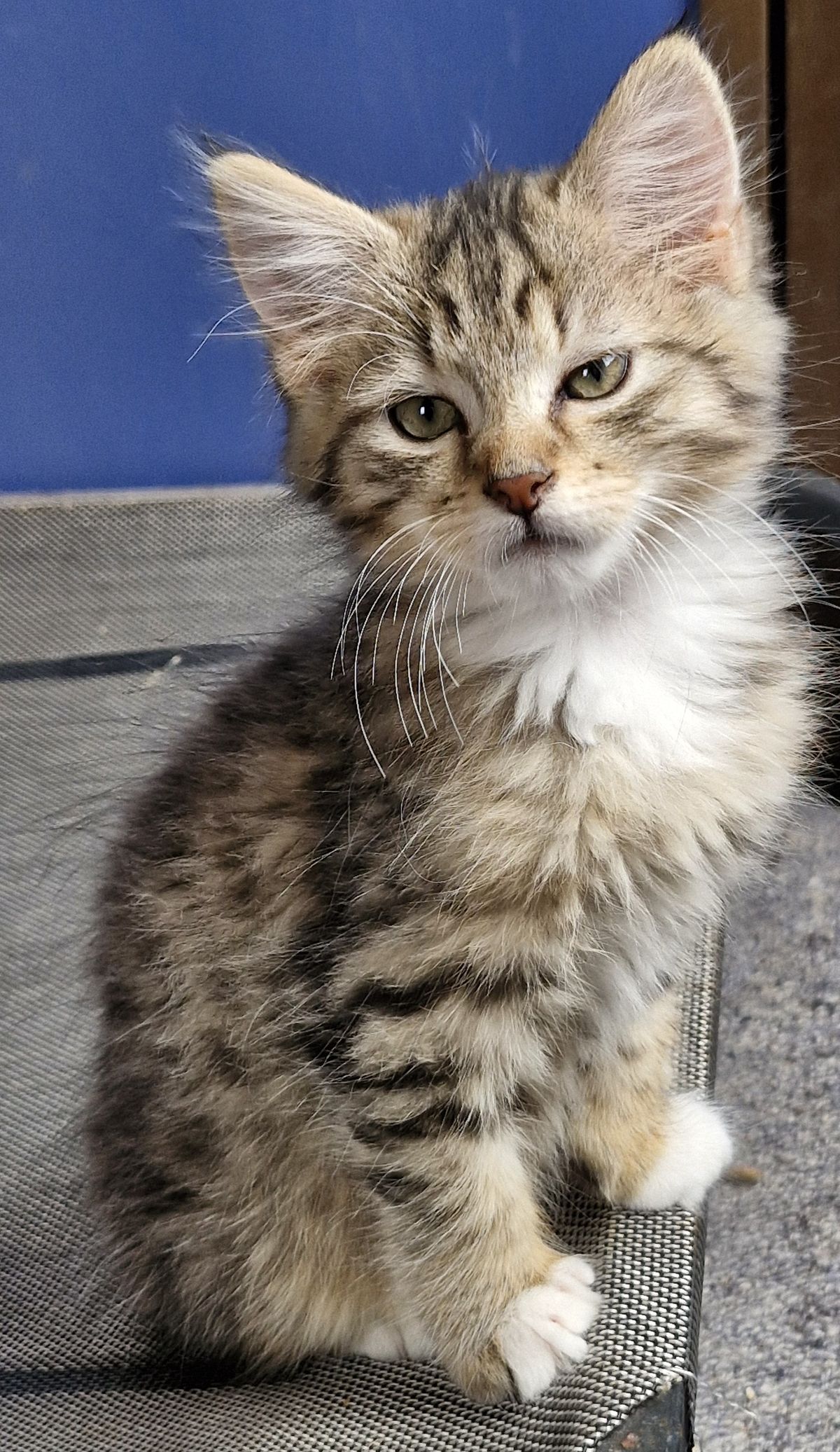 Gallery image: Ringo