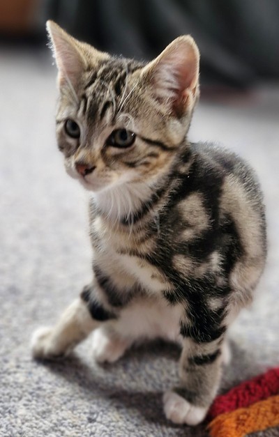 Joan - Domestic Short Hair