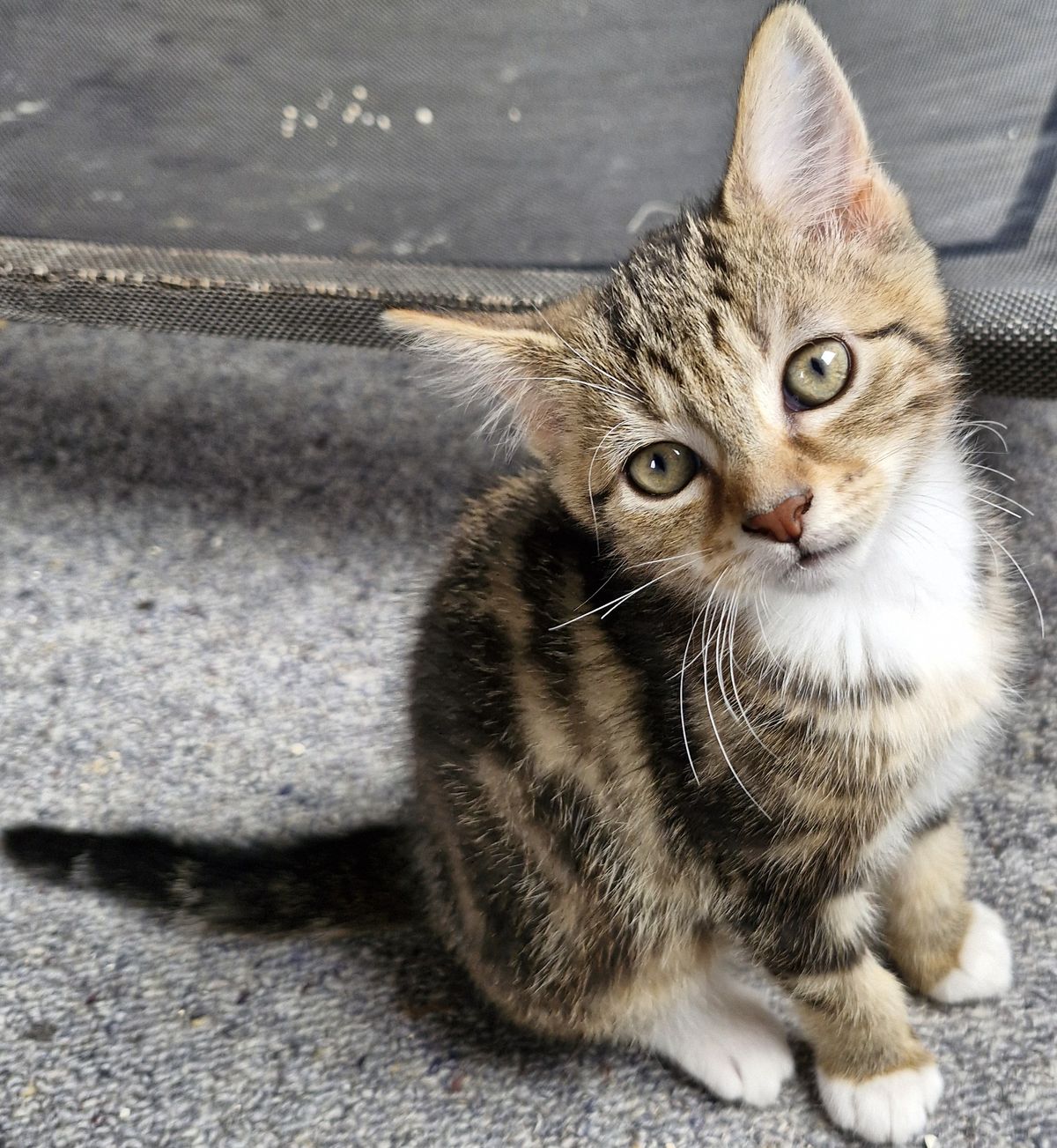 Gallery image: Georgie