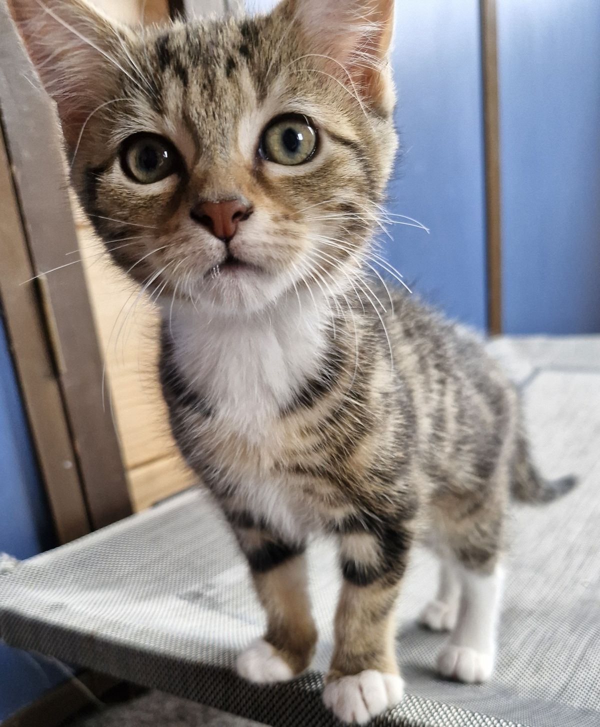 Gallery image: Georgie