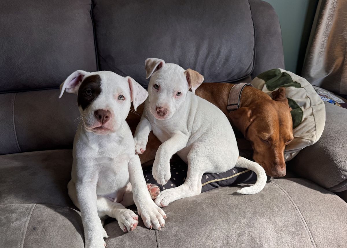 Gallery image: Felicity