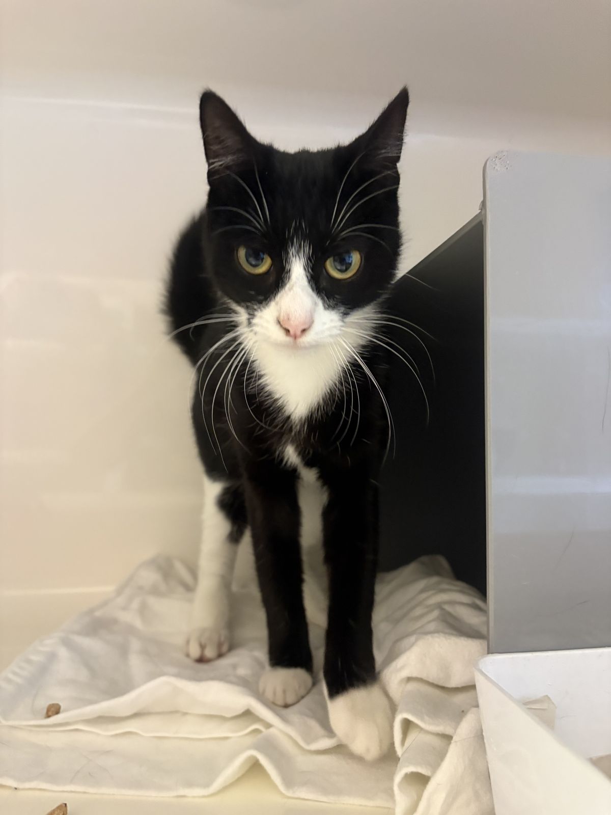 Gallery image: Sienna 