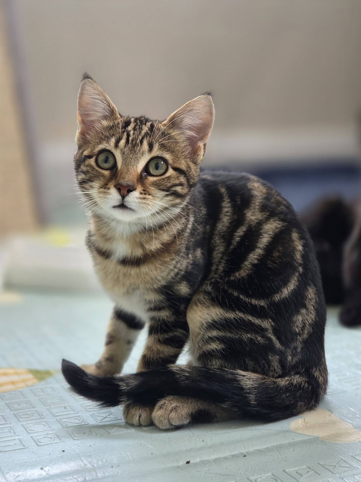 Gallery image: Rosemary