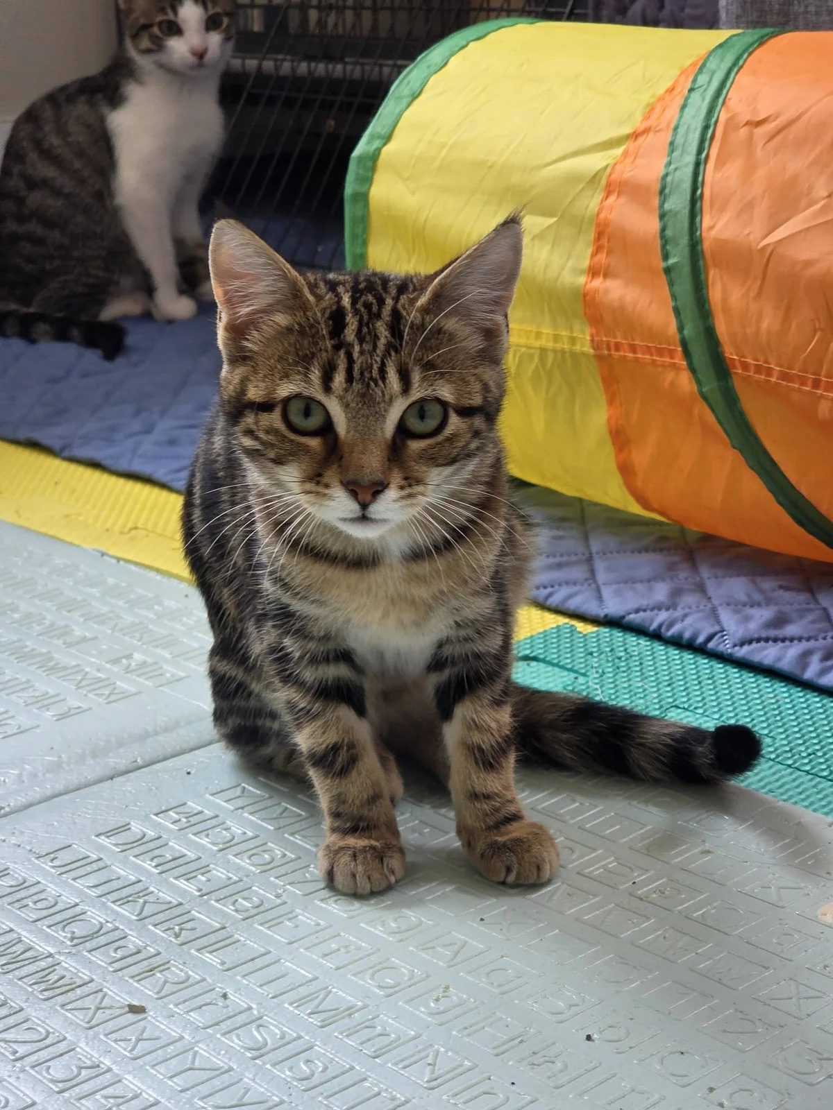 Gallery image: Rosemary