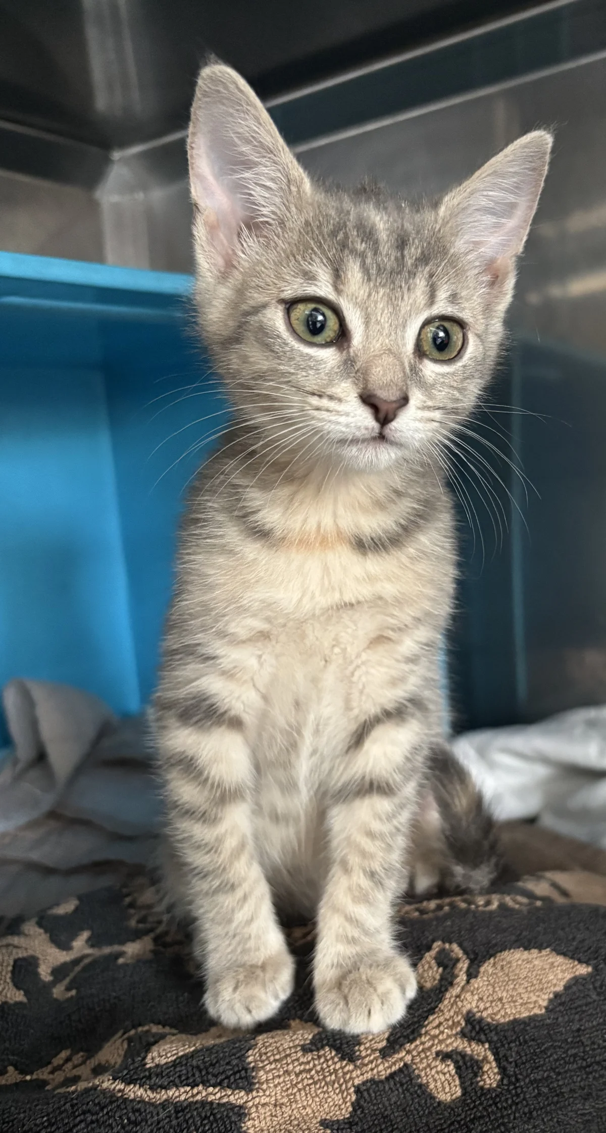 Gallery image: Sadie