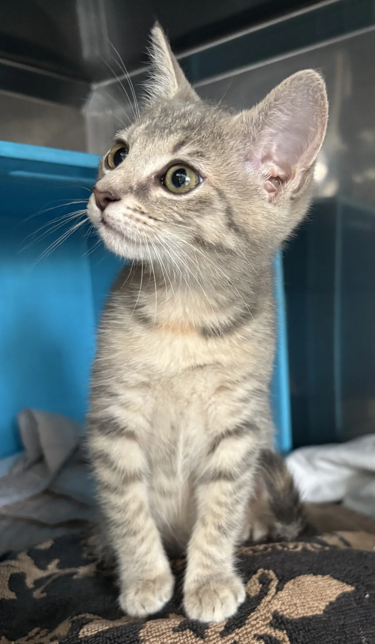 Gallery image: Sadie