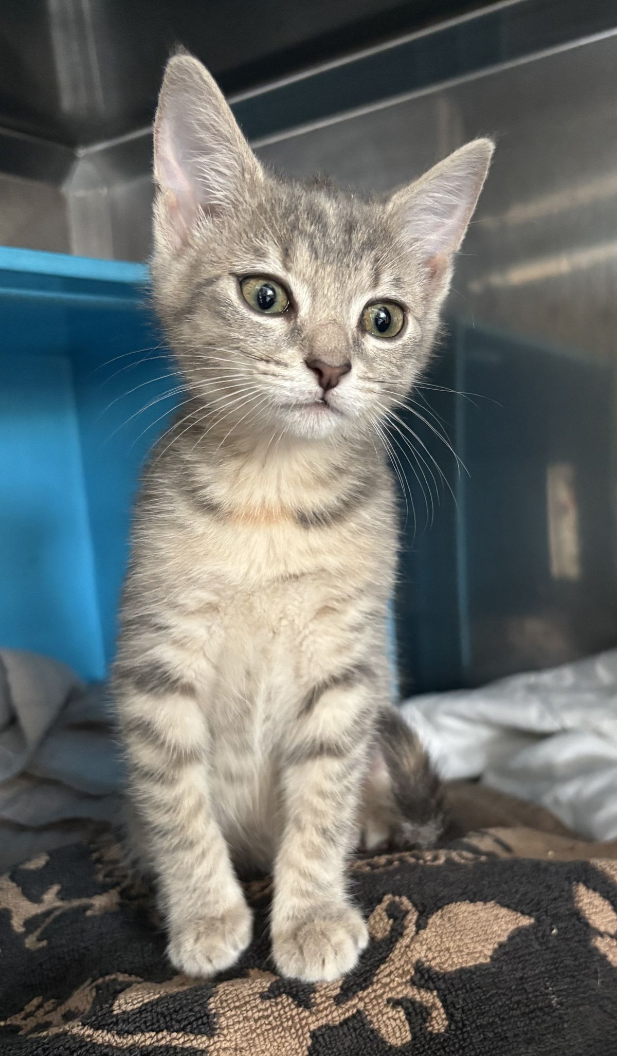 Gallery image: Sadie