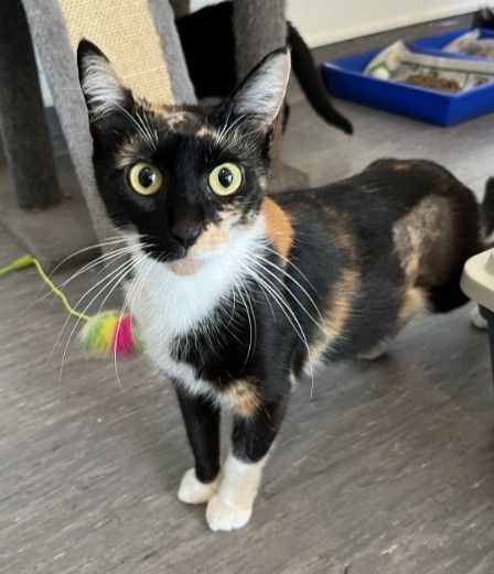 Gallery image: Daphne