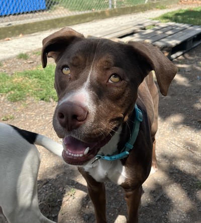 Titan - Medium Cross Breed