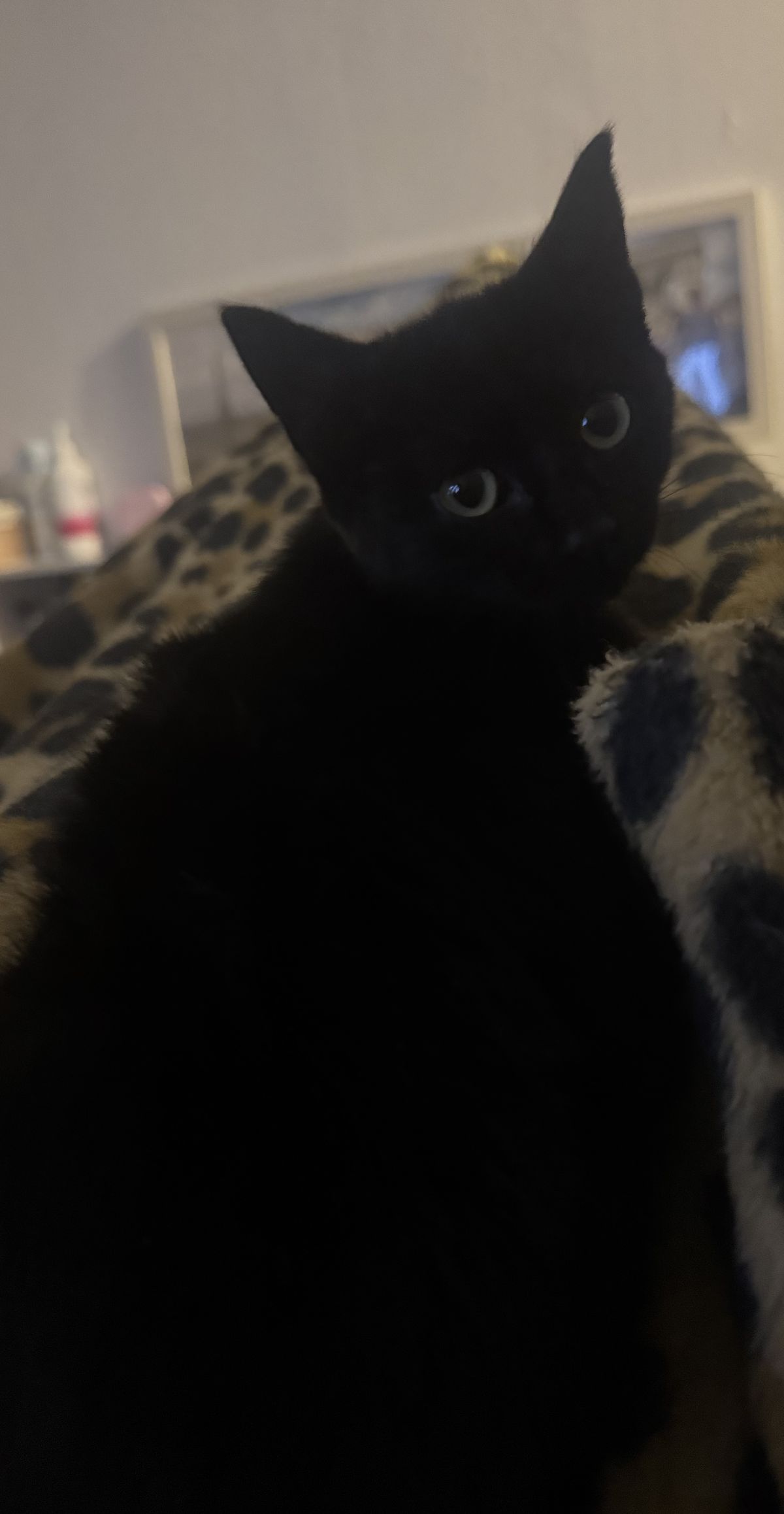 Gallery image: Sooty