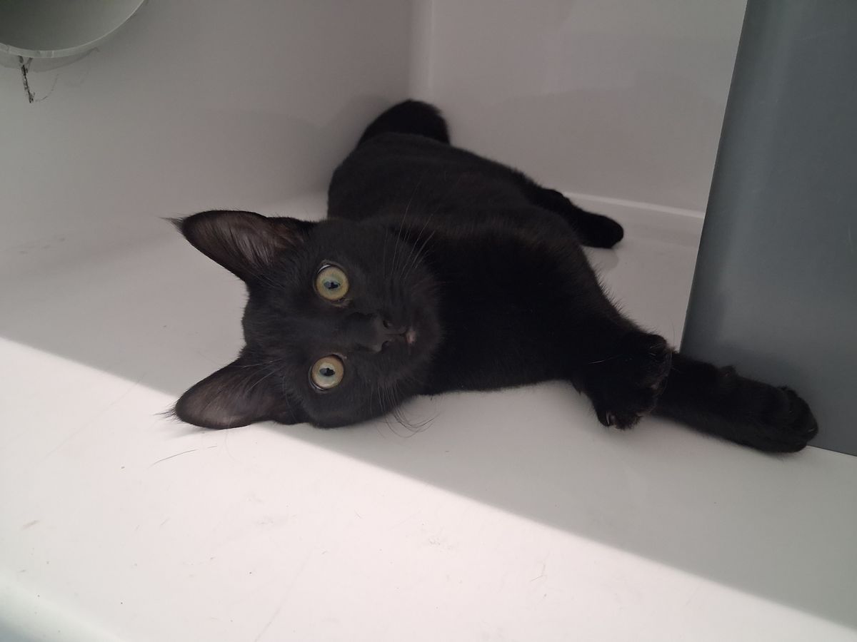 Gallery image: Thorn