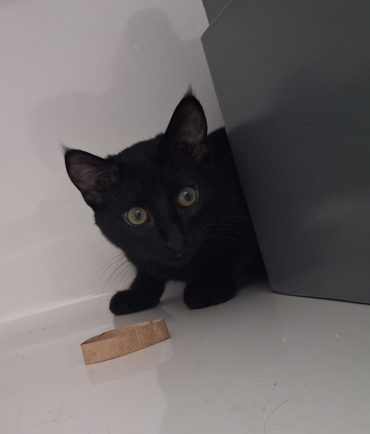 Gallery image: Thorn