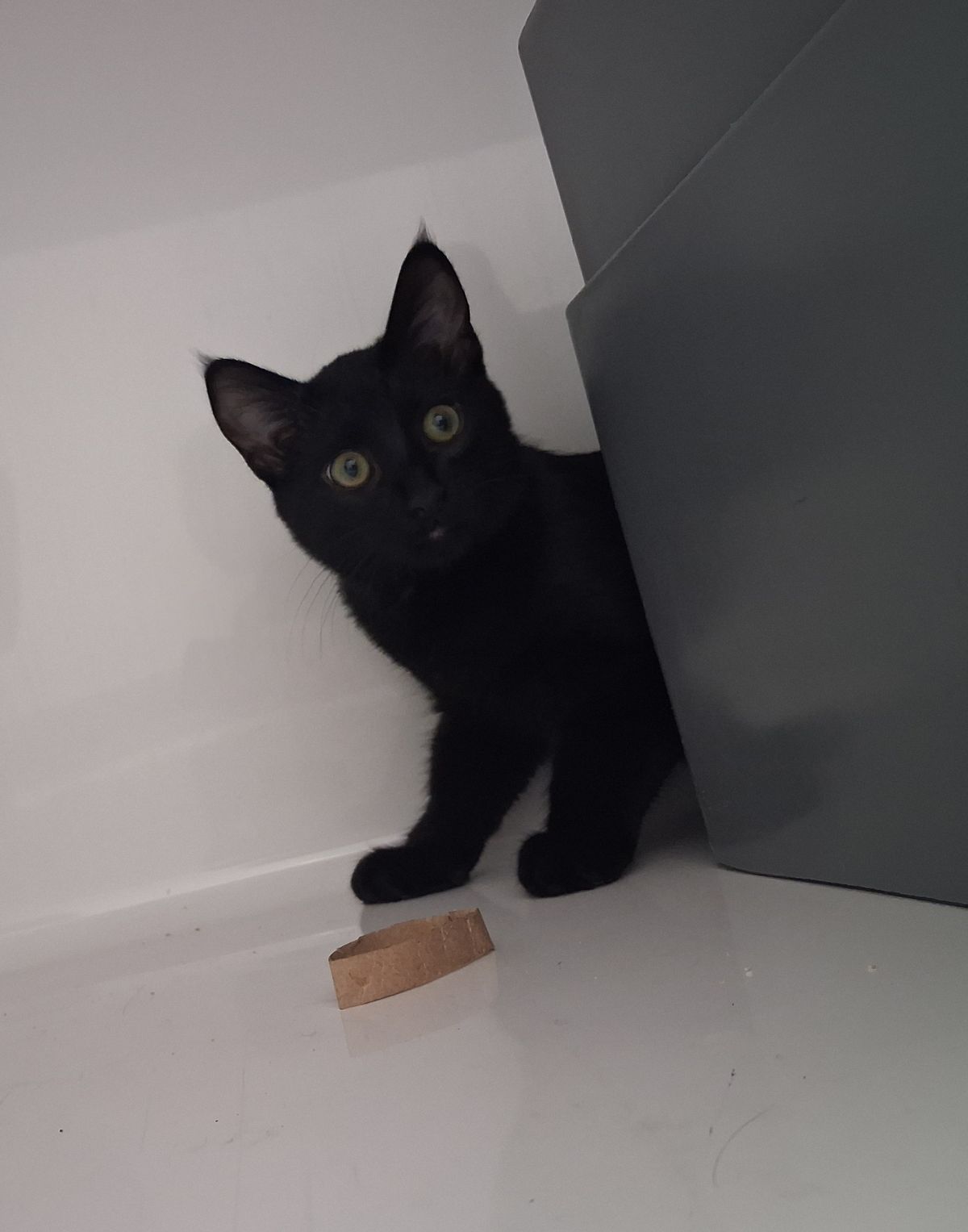 Gallery image: Thorn