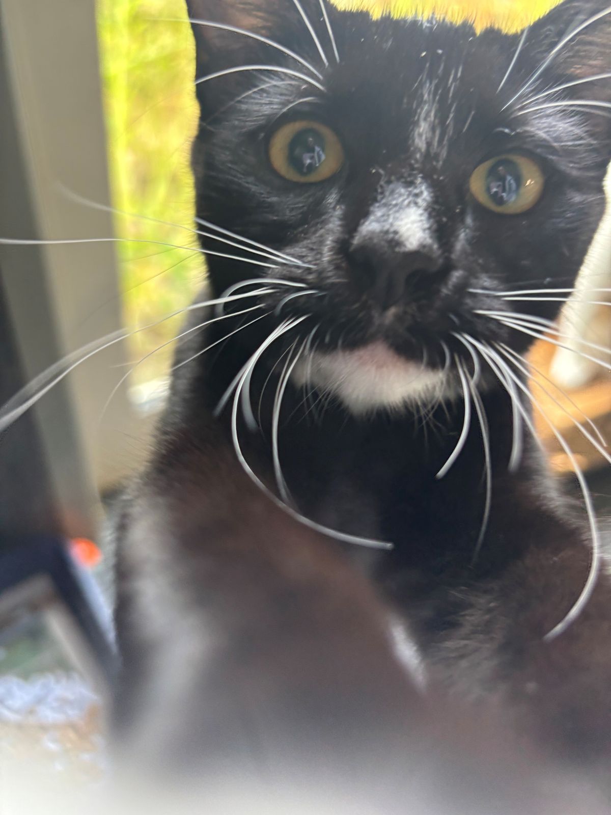 Gallery image: Squeaky 