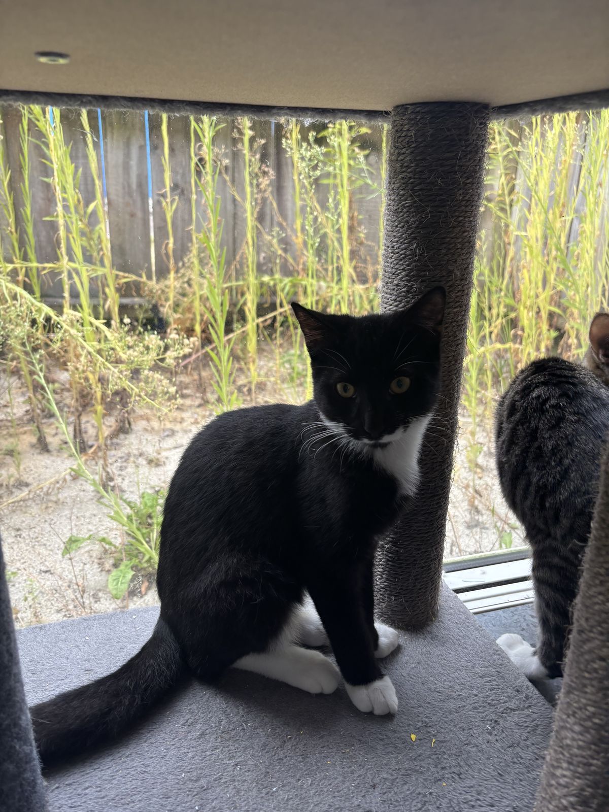 Gallery image: Corbain