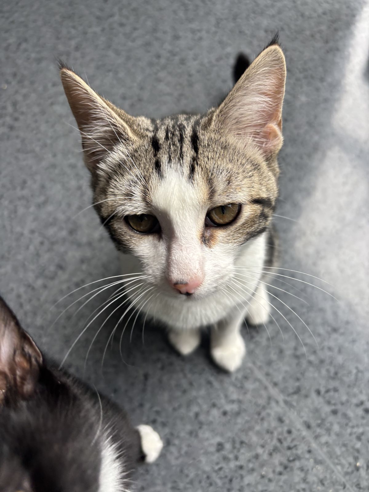 Gallery image: Chicken Joe