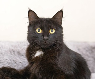 Katie - Domestic Medium Hair