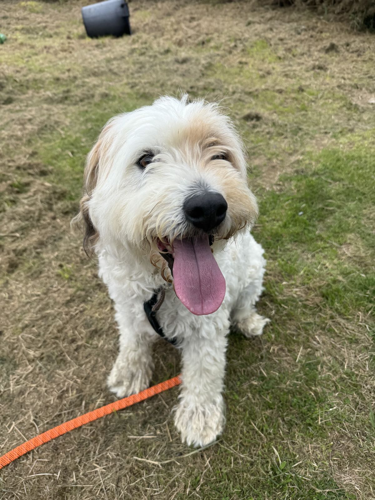 Gallery image: Shaggy