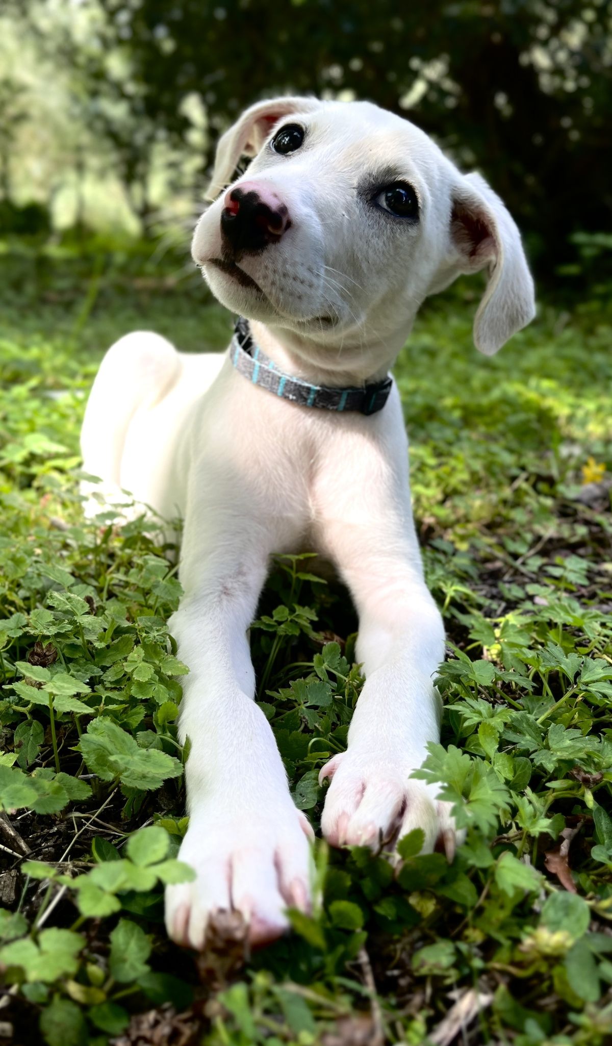 Gallery image: Timone