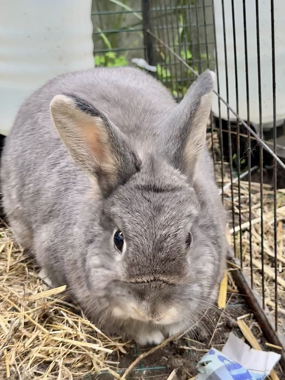 Gallery image: Lavender