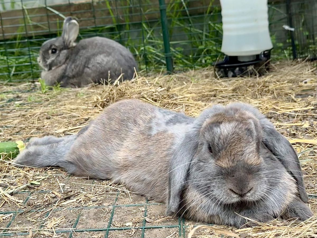 Gallery image: Lavender