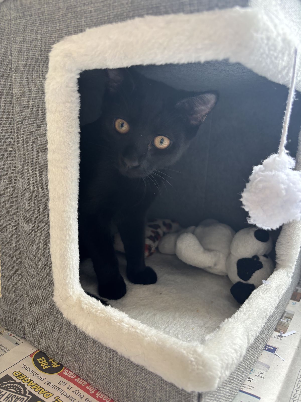 Gallery image: Obelix