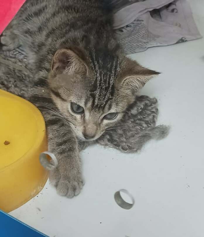 Gallery image: Mishka