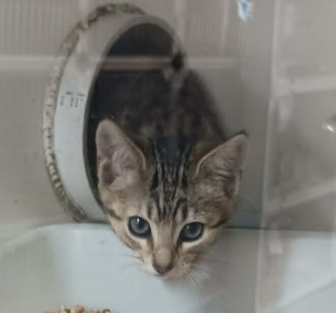 Gallery image: Mishka