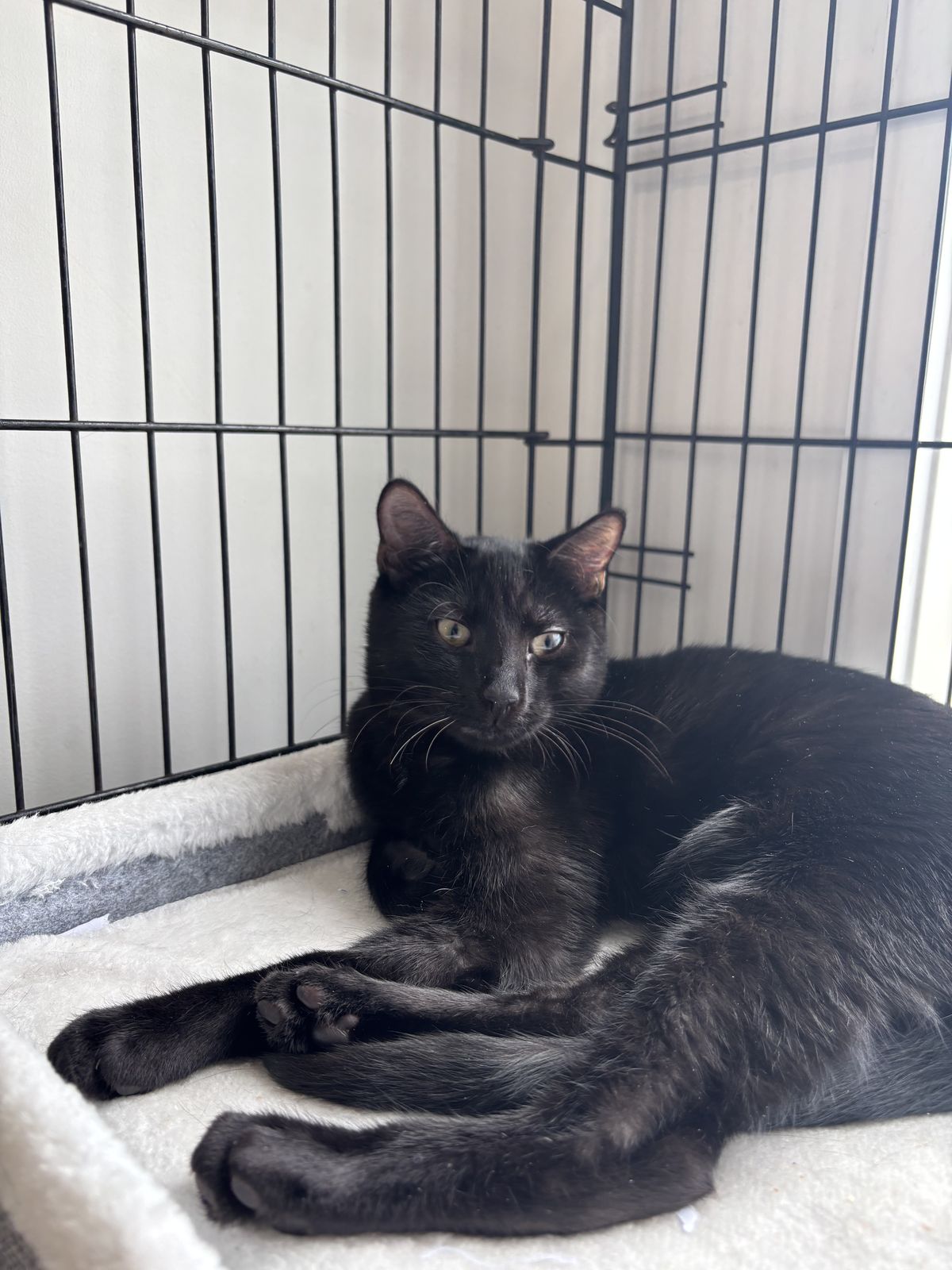 Gallery image: Asterix