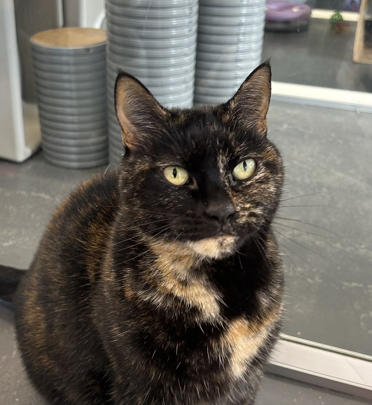 Gallery image: Lilly