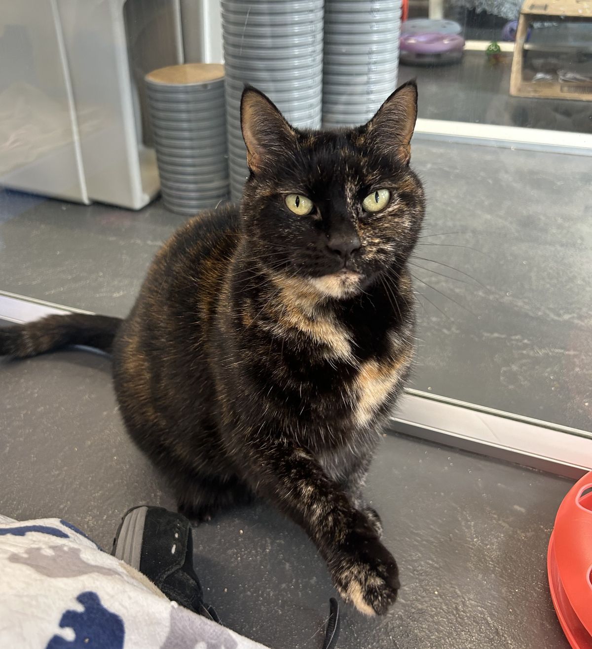 Gallery image: Lilly