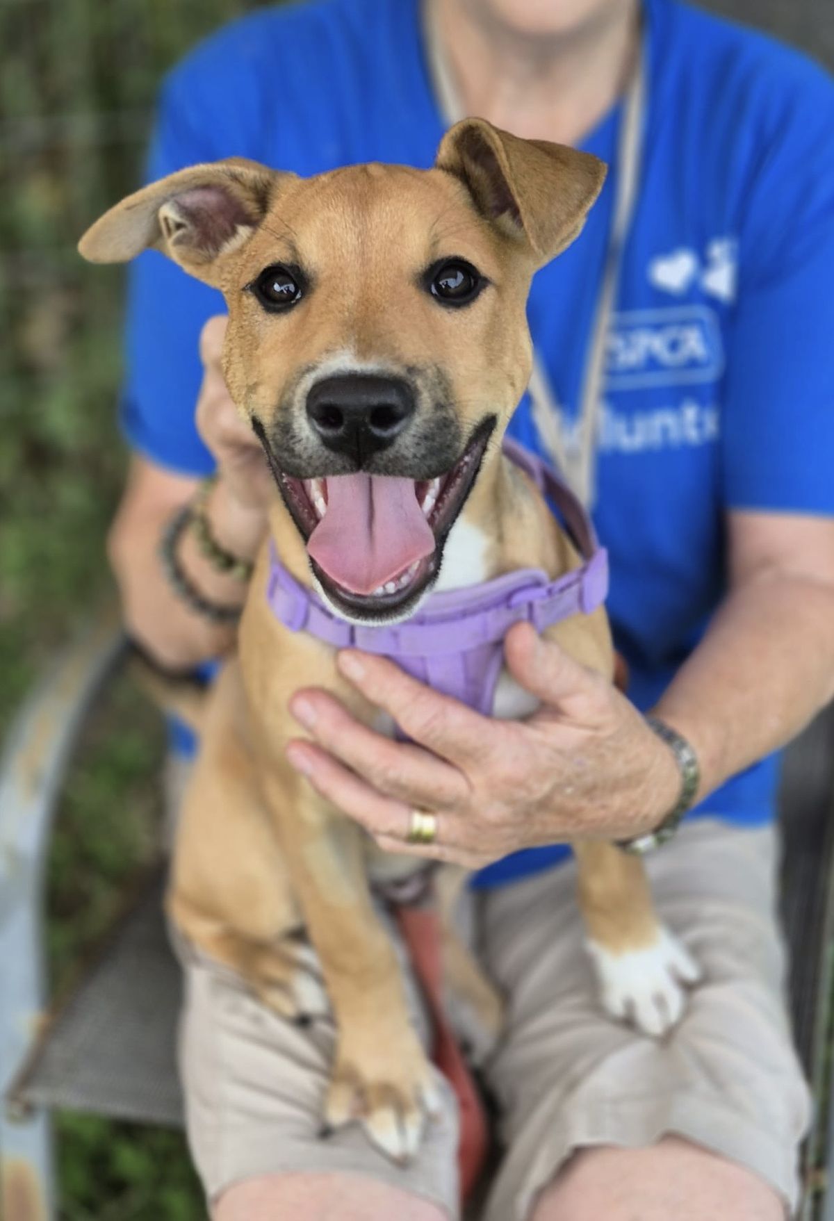 Gallery image: Possum