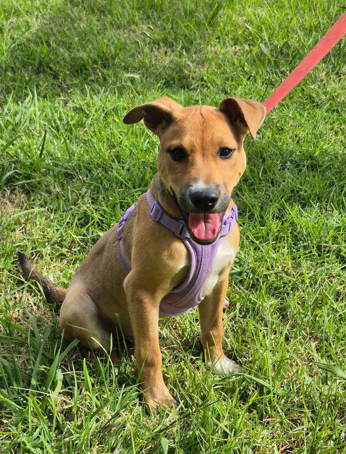 Gallery image: Possum