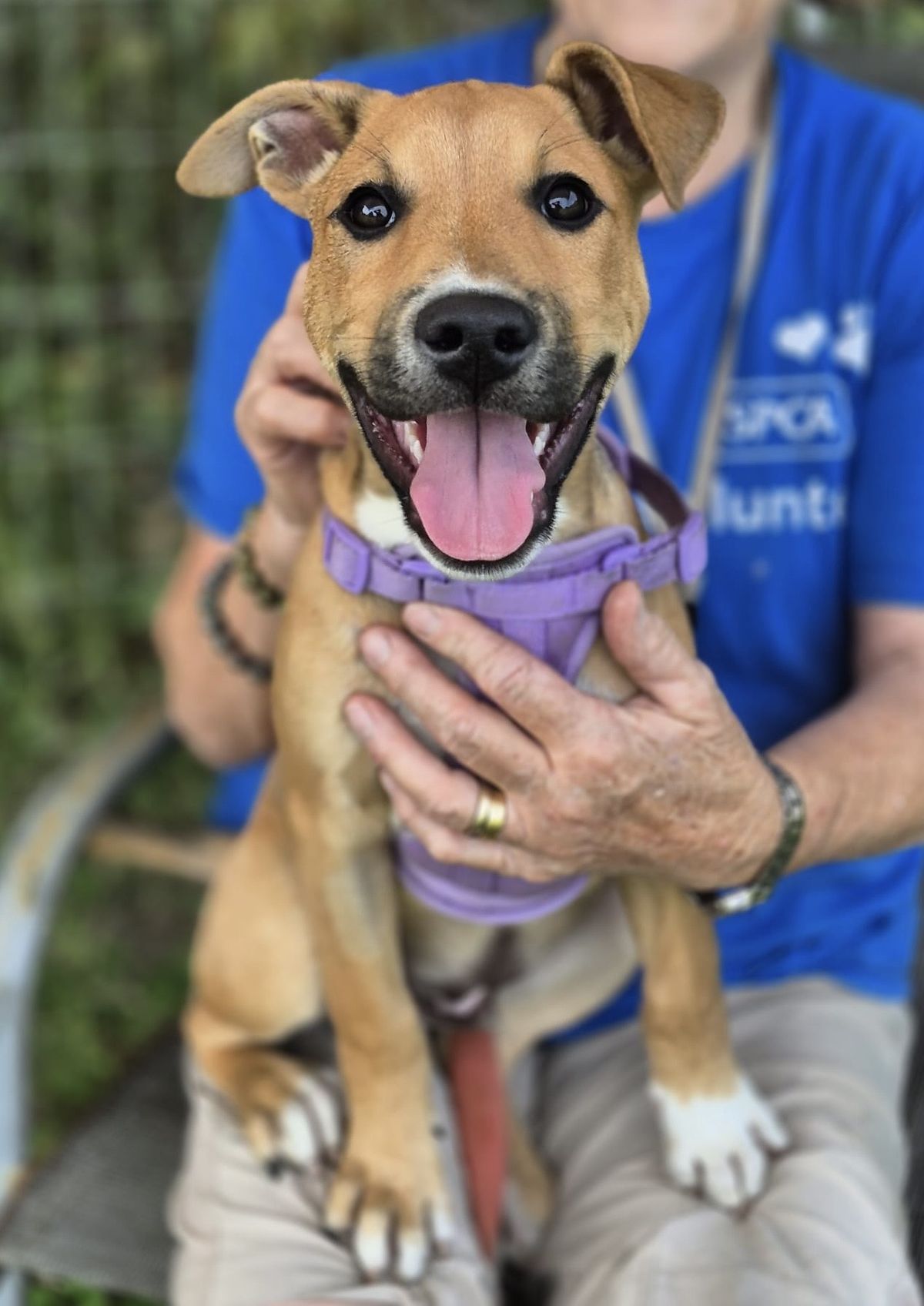 Gallery image: Possum