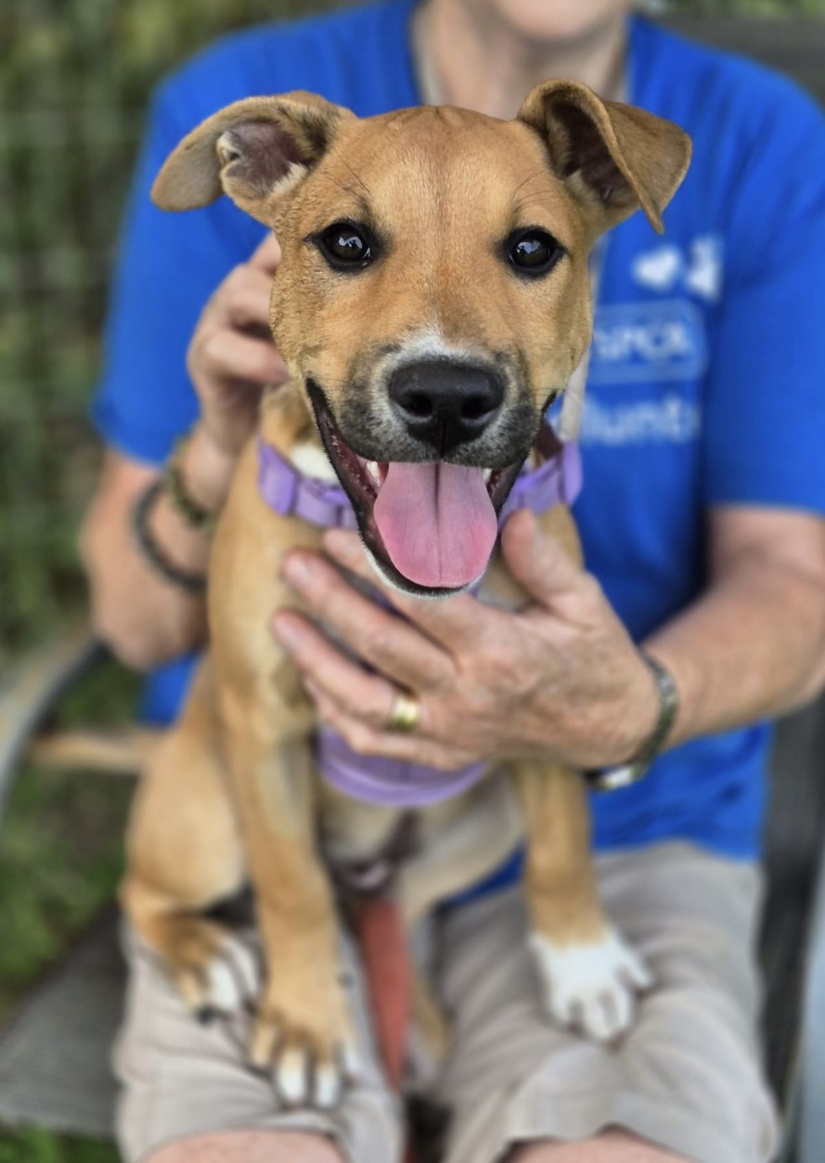 Gallery image: Possum