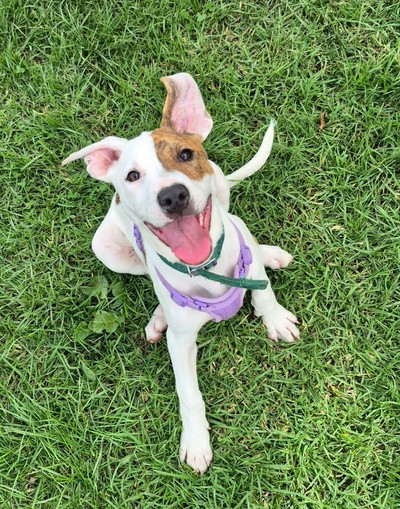 Sorbet - Medium Cross Breed