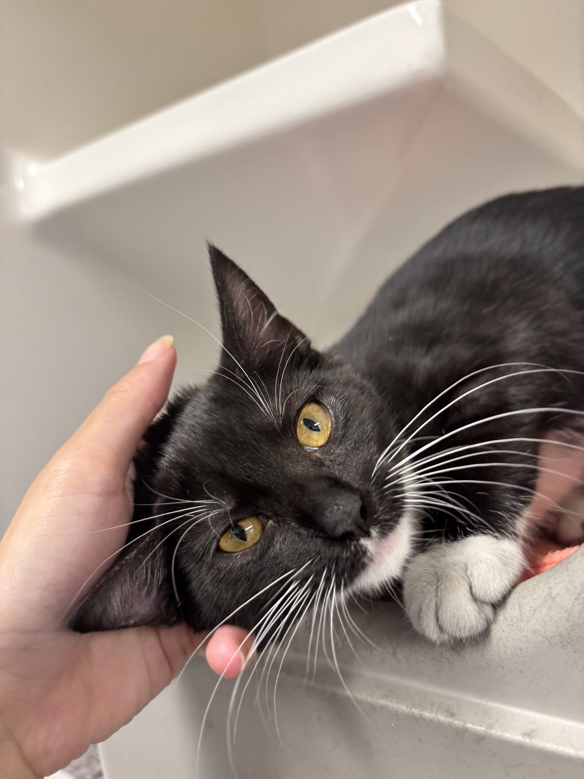 Gallery image: Daria