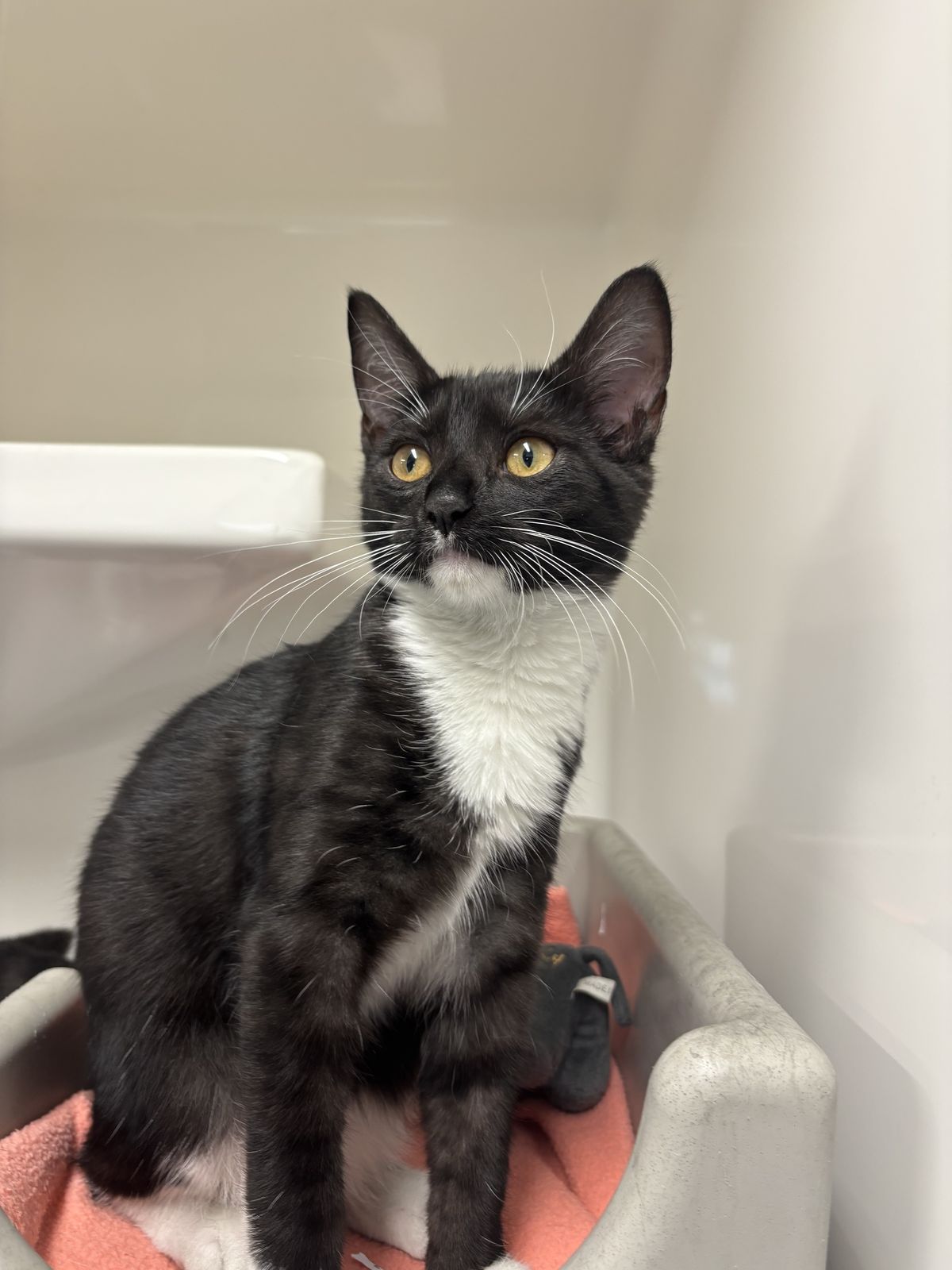 Gallery image: Daria