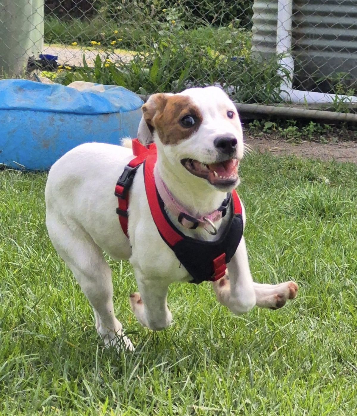 Gallery image: Sugar