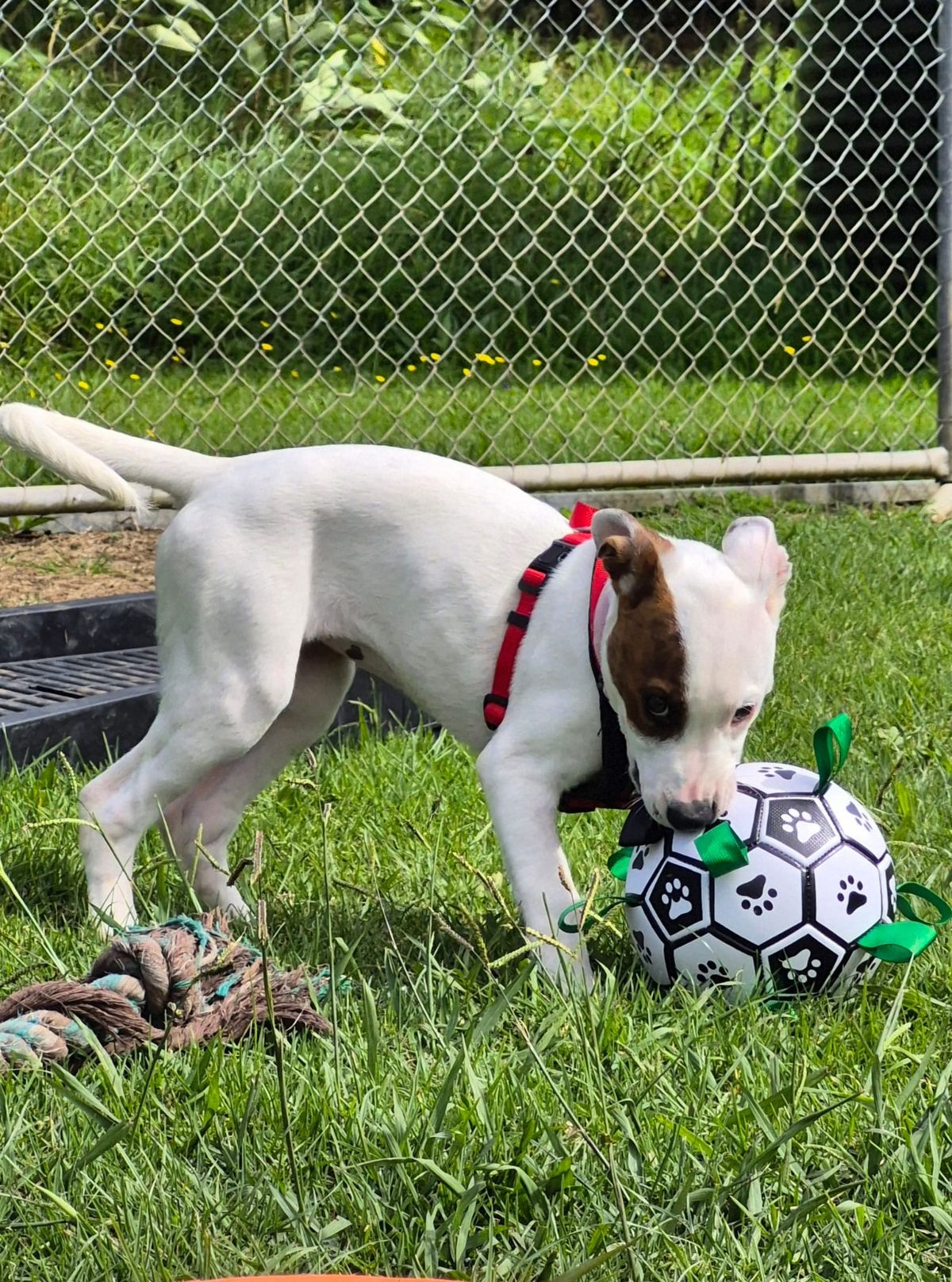 Gallery image: Sugar