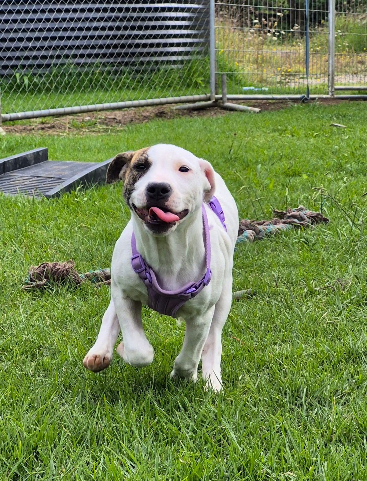 Gallery image: Sugar