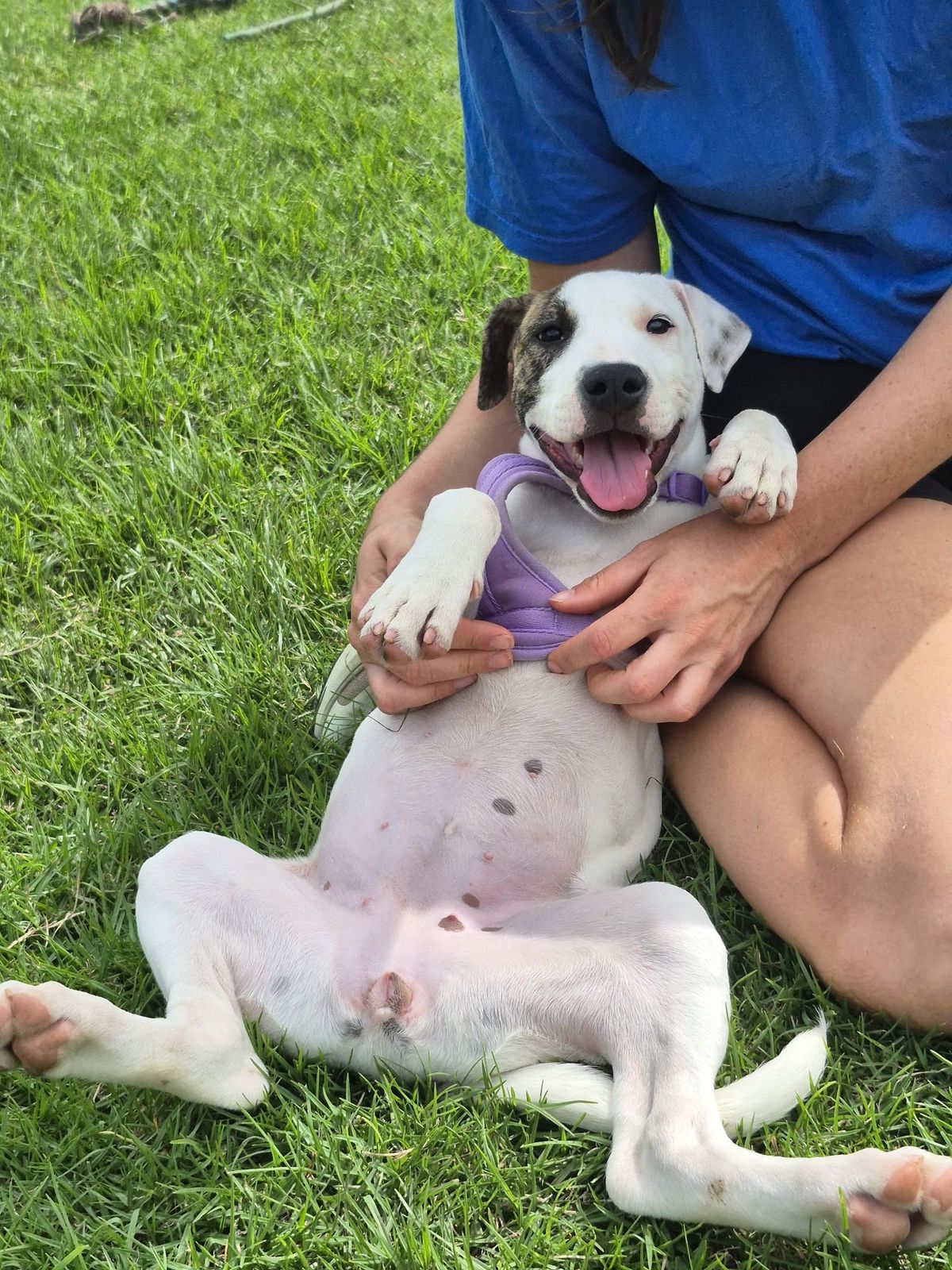 Gallery image: Sugar