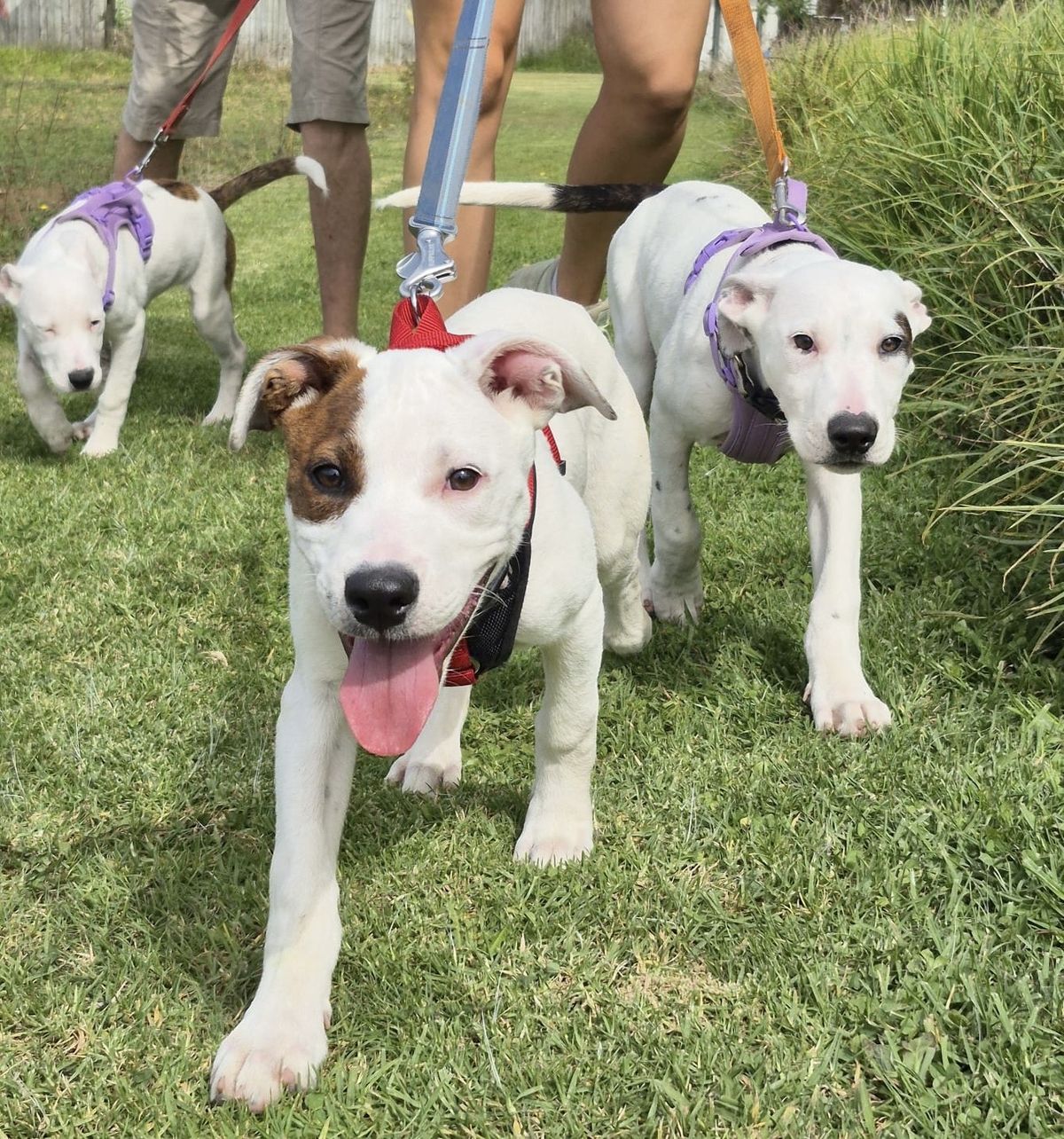 Gallery image: Sugar