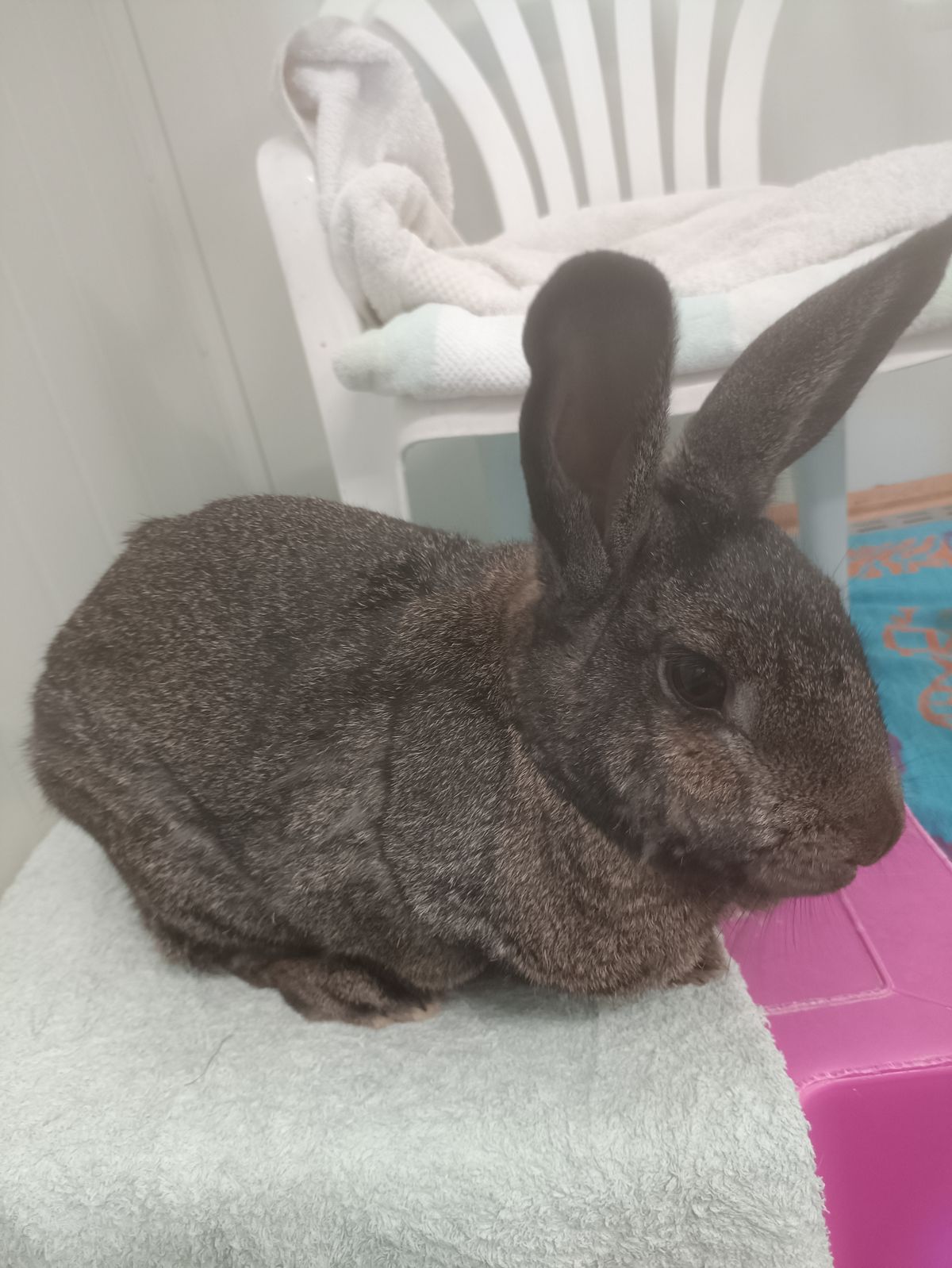 Gallery image: Benjamin