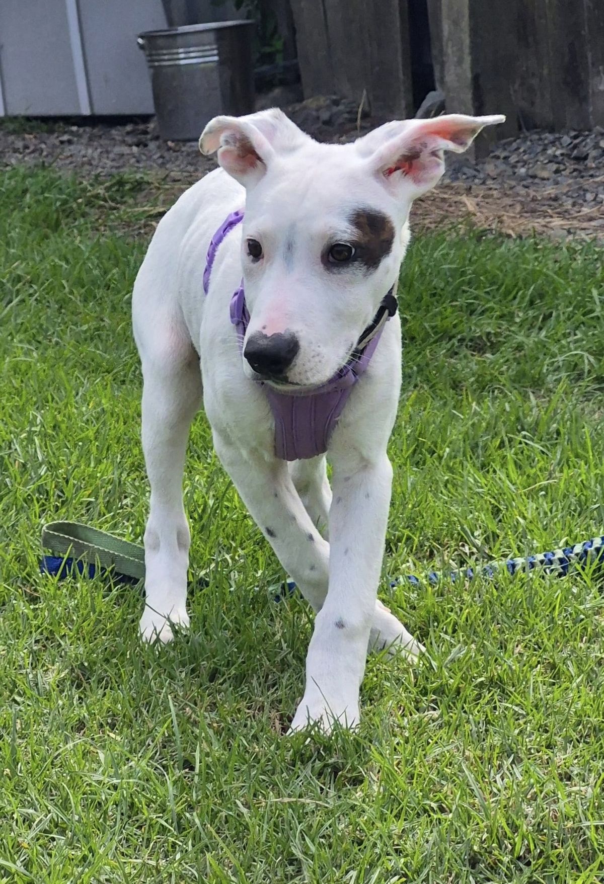 Gallery image: Syrup