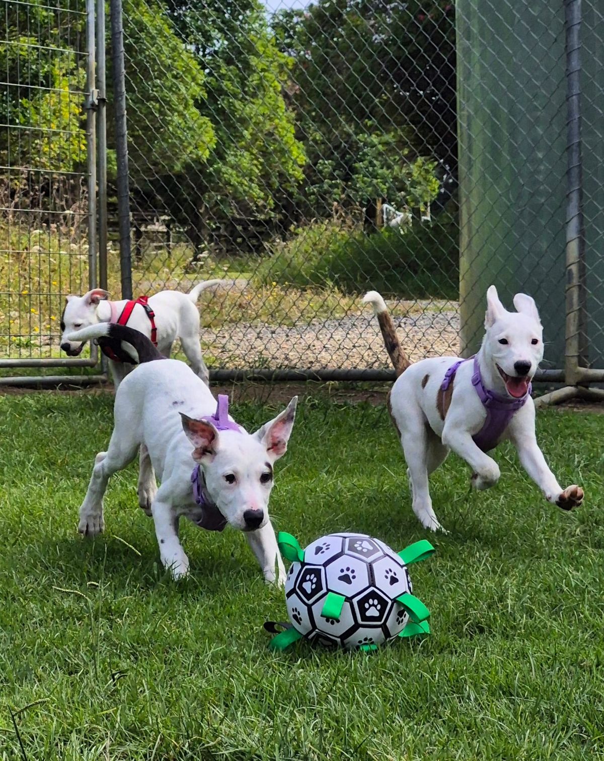 Gallery image: Syrup